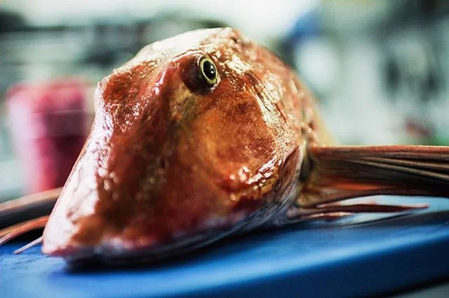 Chelidonichthys Lucerna, comunemente noto come Capone o Gallinella. Ingredienti migliori, piatti migliori.
.
.
🇬🇧 Chelidonichthys Lucerna, commonly known as the Tub Gurnard. Better ingredients, better dishes.
.
.
.
#doppioatrastevere #rome #roma #t