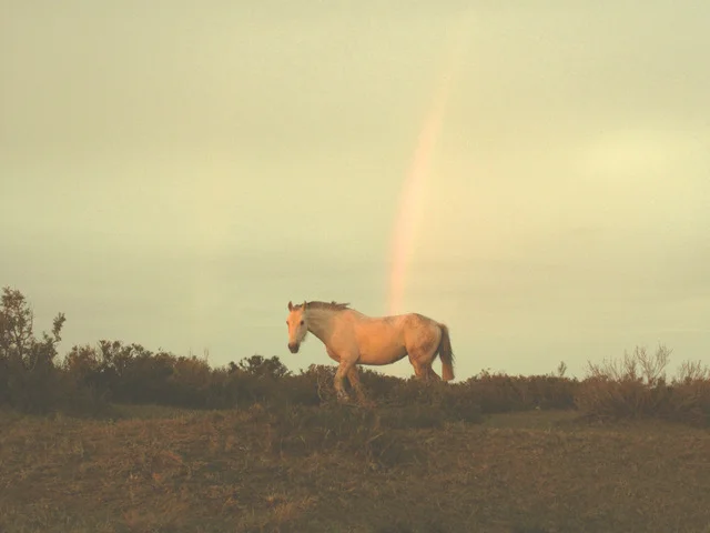 White Horse - 50 x 40.jpeg