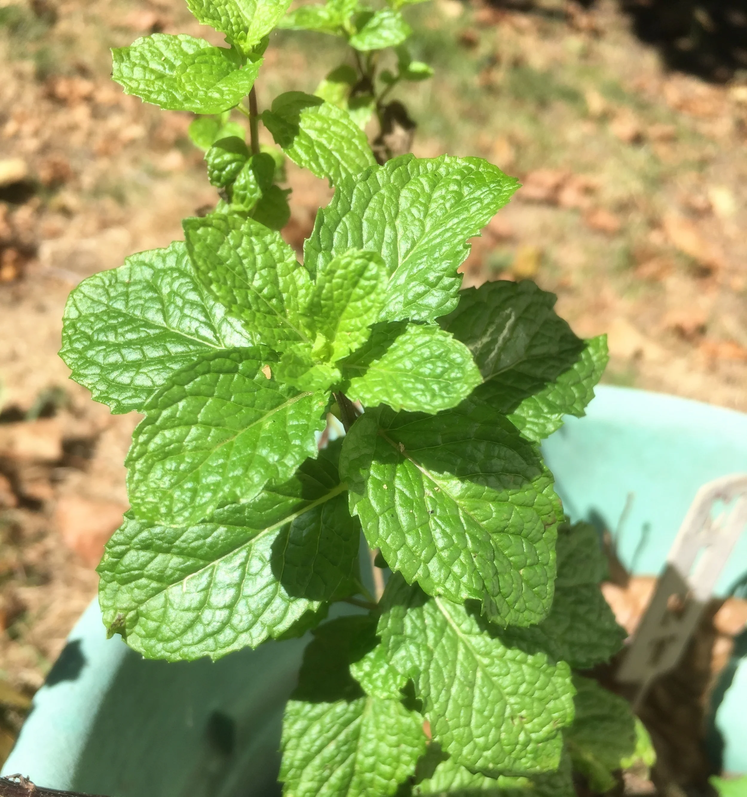 Green Mojito Juice