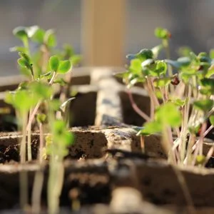 Sprout Salad