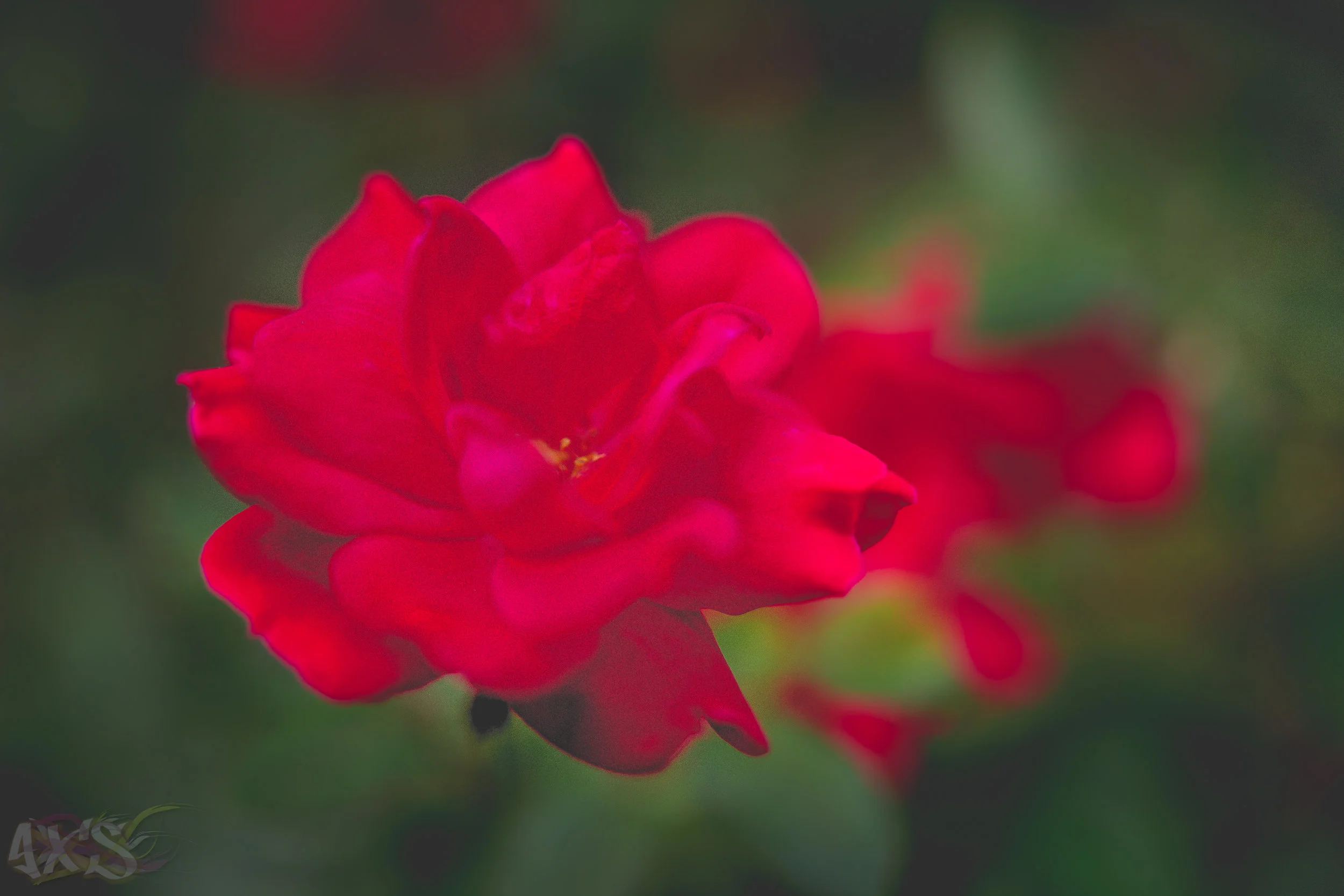 AXS_Shrubbery-6.jpg