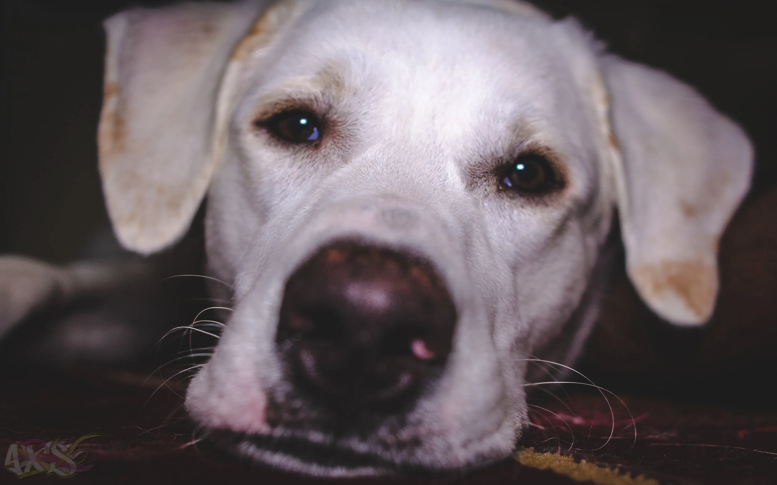 AXS_Dog Dayz.jpg