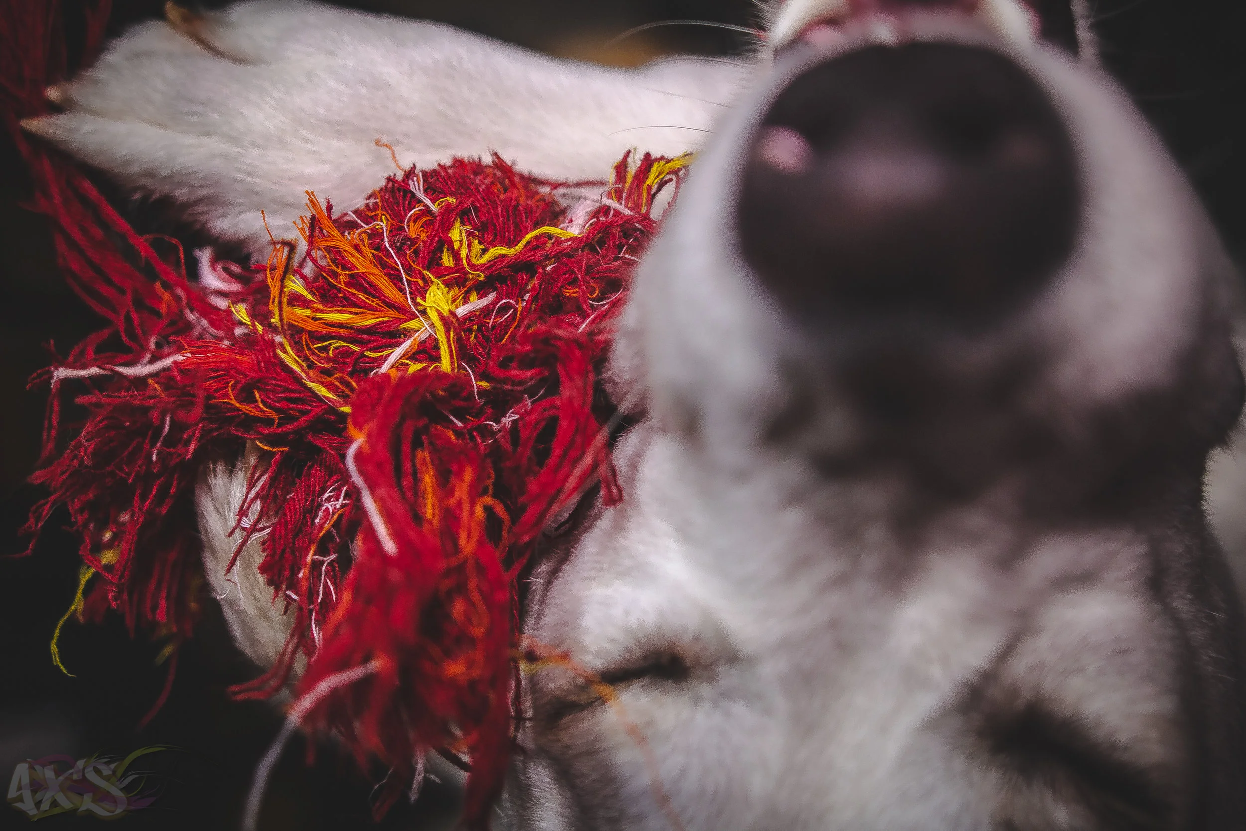 AXS_Dog Dayz-8.jpg
