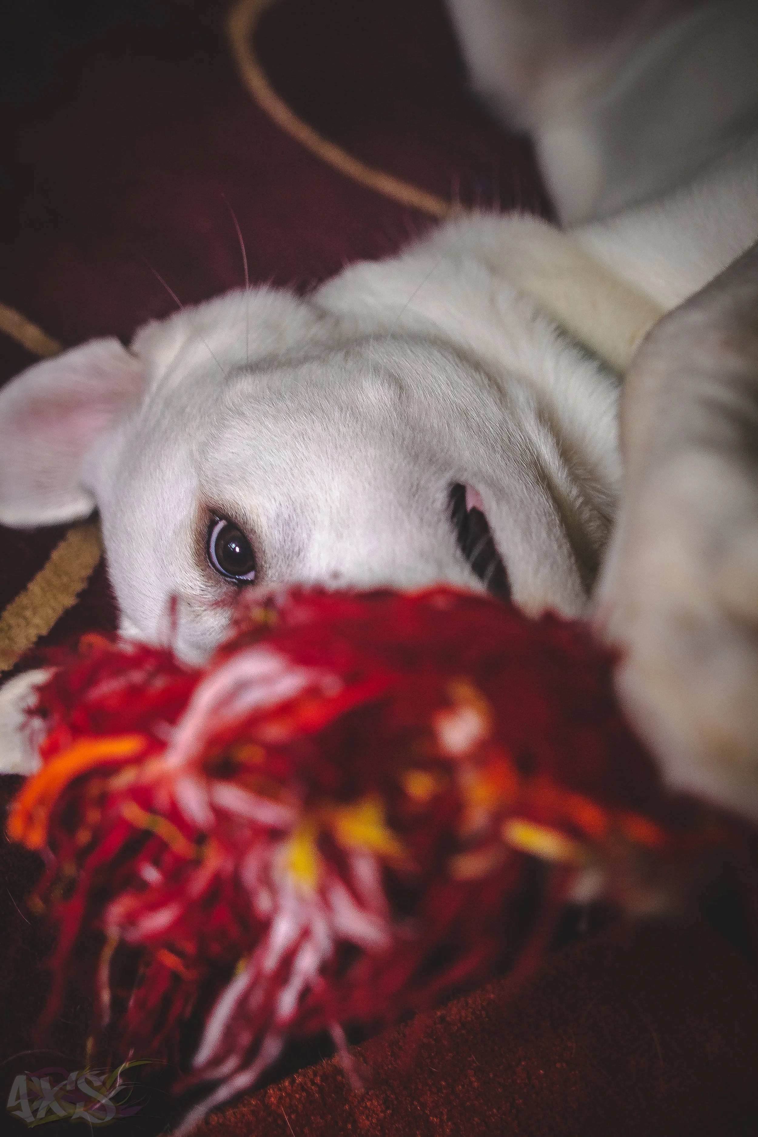 AXS_Dog Dayz-9.jpg