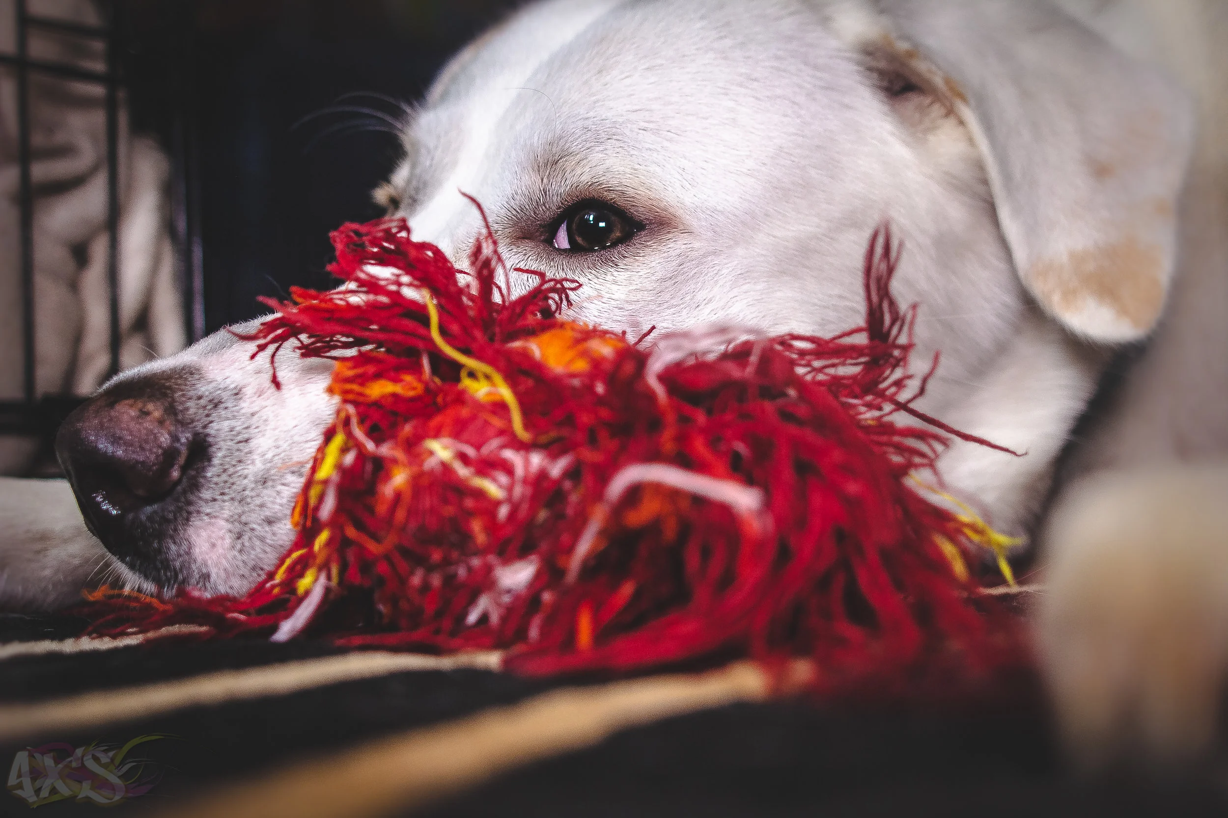 AXS_Dog Dayz-11.jpg