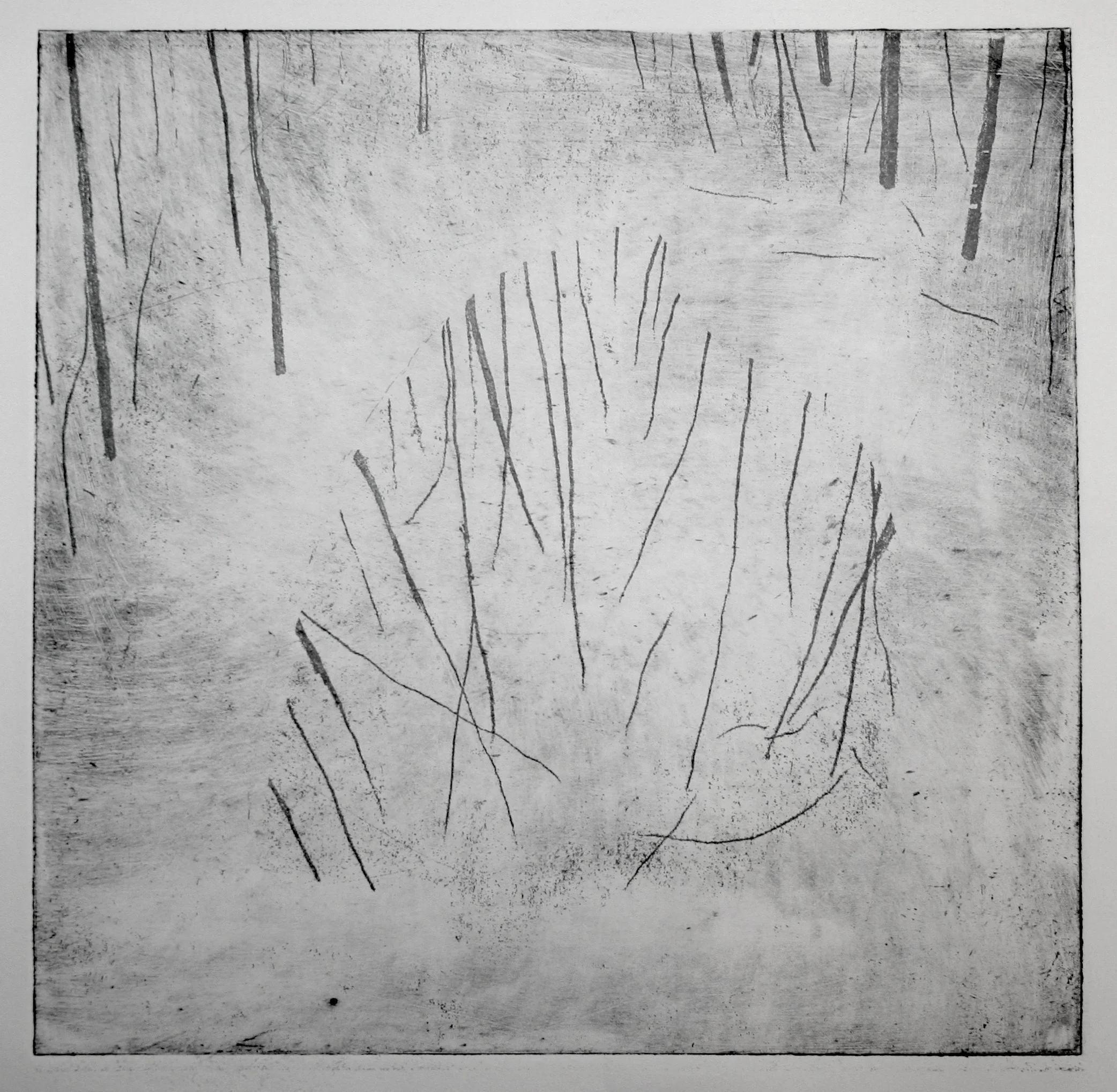 Forest Mirror l, Etching on paper, 9 x 9 ", 2014