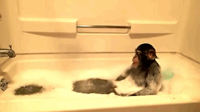 giphy (4).gif