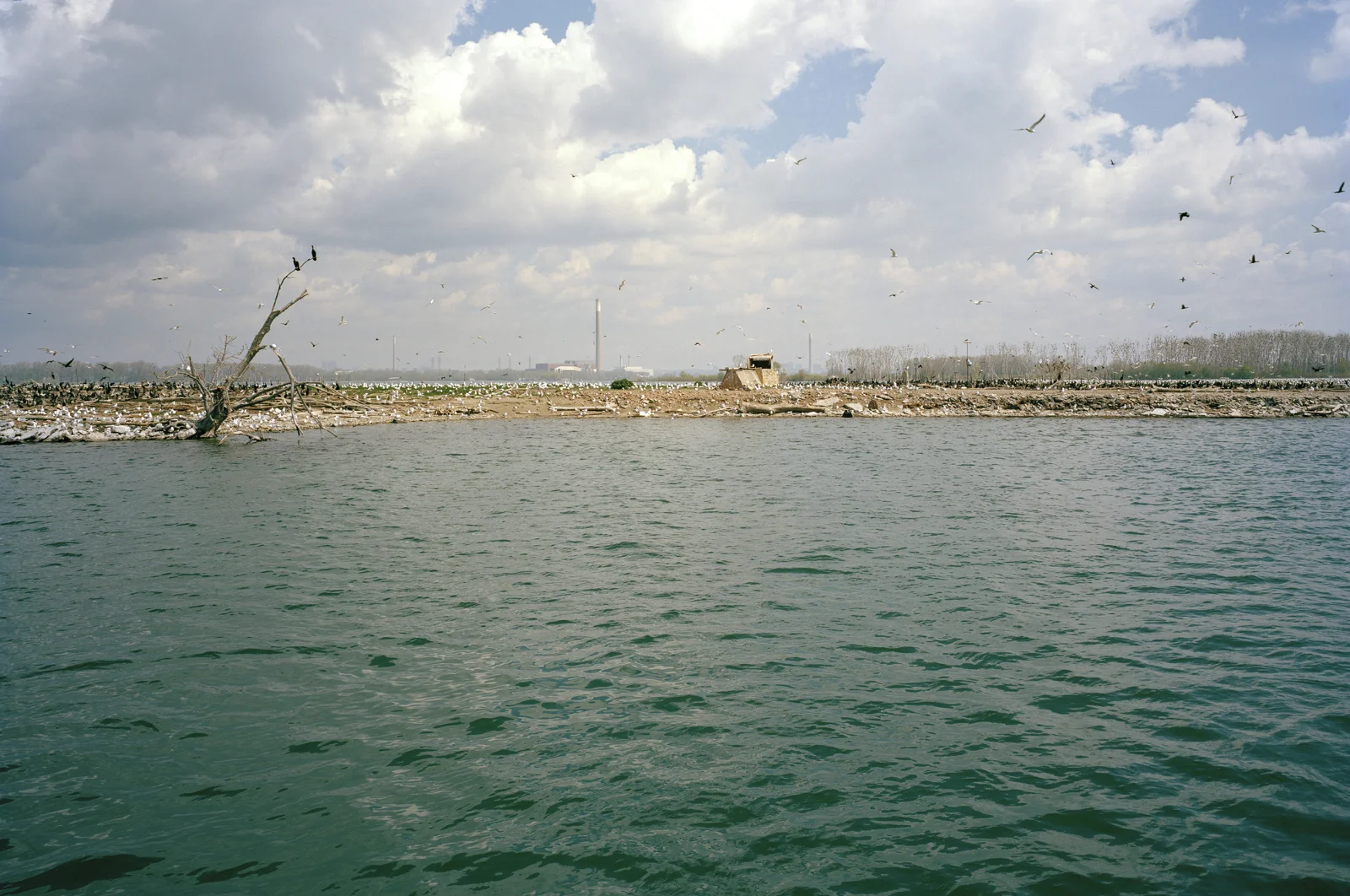 8a4e6ec2aeda673a-Jesselouttit_TommyThompsonPark_cropped2000px12.jpg