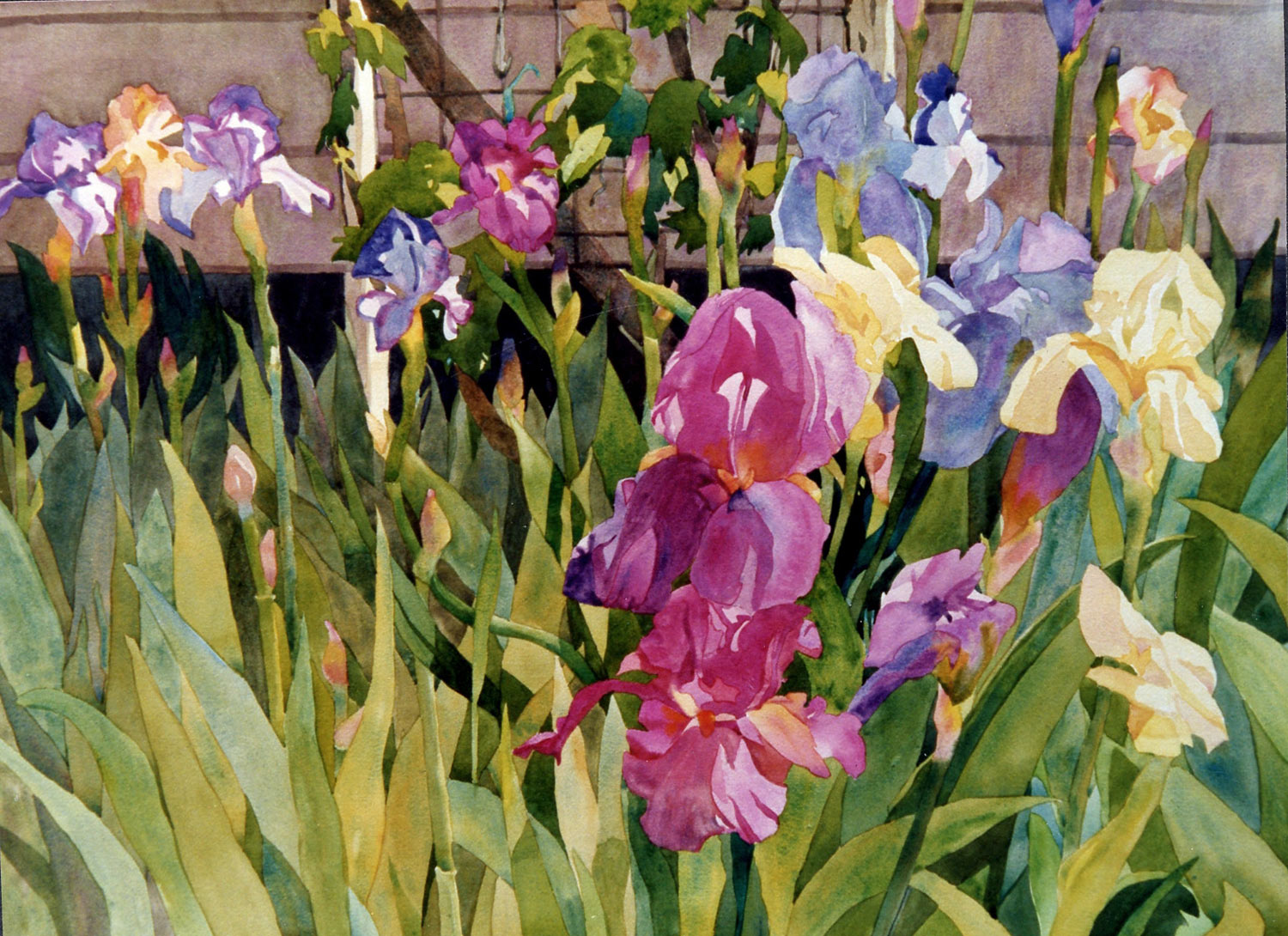 Iris Garden