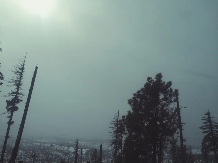 dreary & wonderful (Near Mt. Hood)