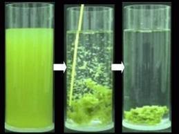 Flocculation.jpeg