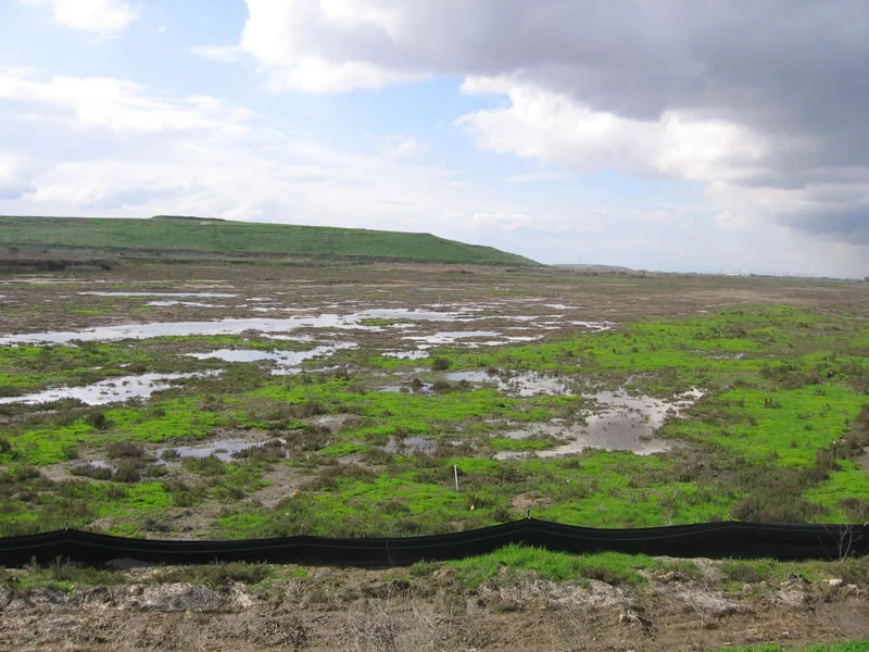 bayside_marsh3.jpg