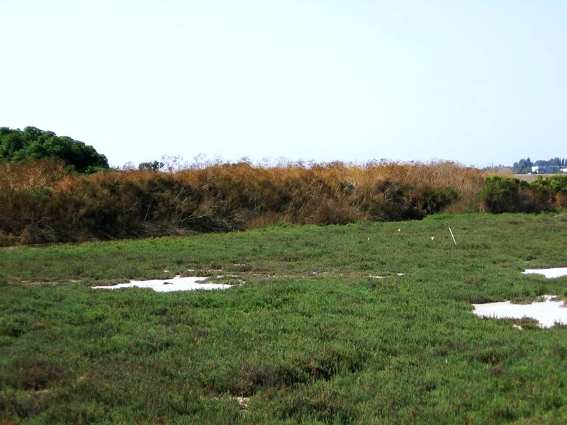 Bayside Business Park Salt Marsh Restoration