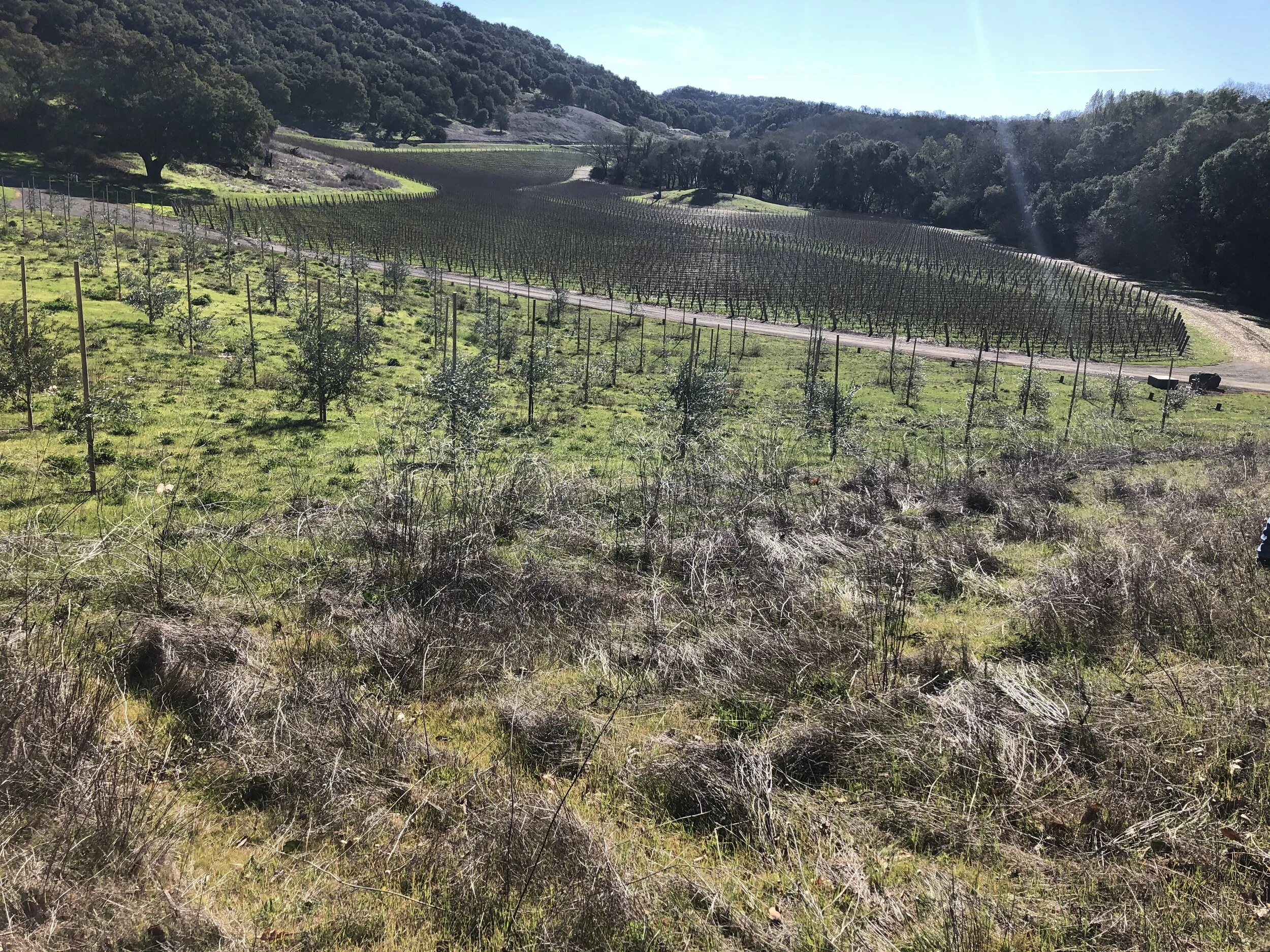 Kenzo Estate Vineyard: Surveys and Assessments Help Project Avoid Species Issues