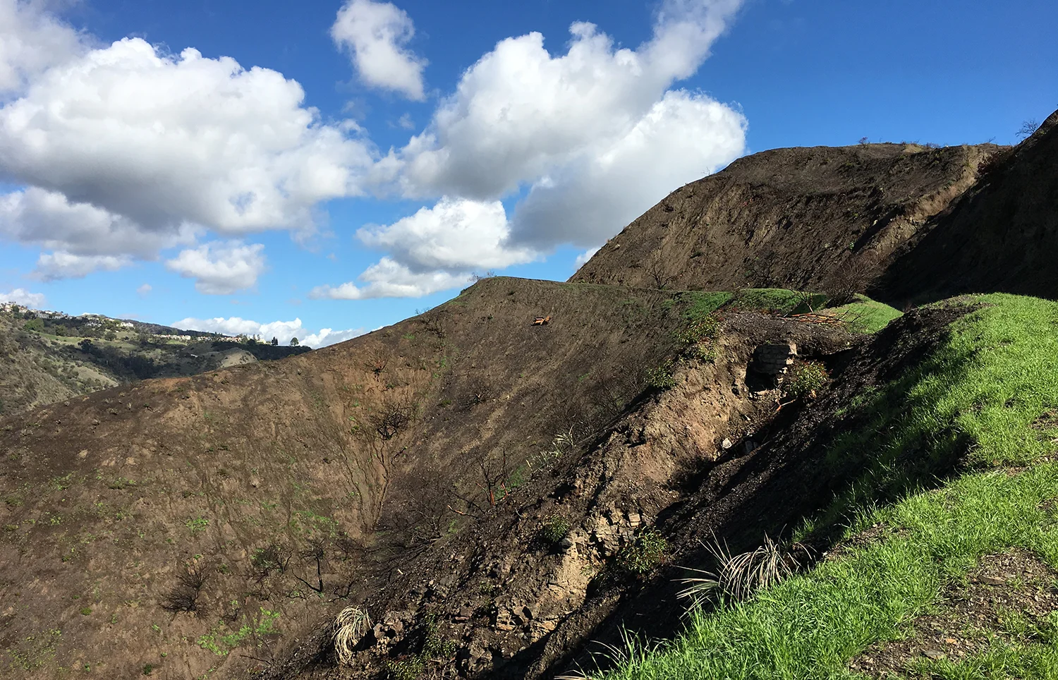 dotted hillside.jpg