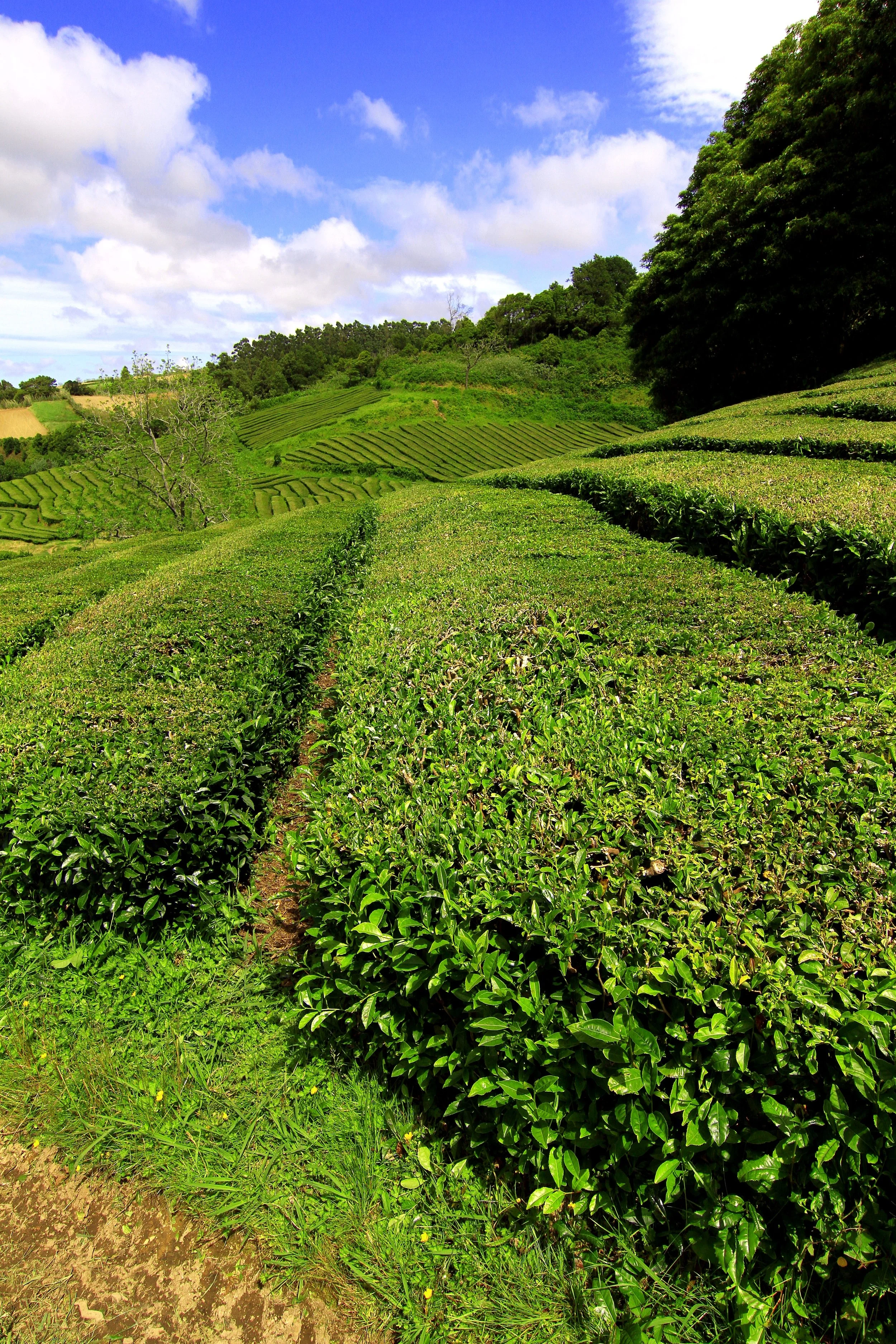 Gorreana Tea-Azores Connrctions.jpg