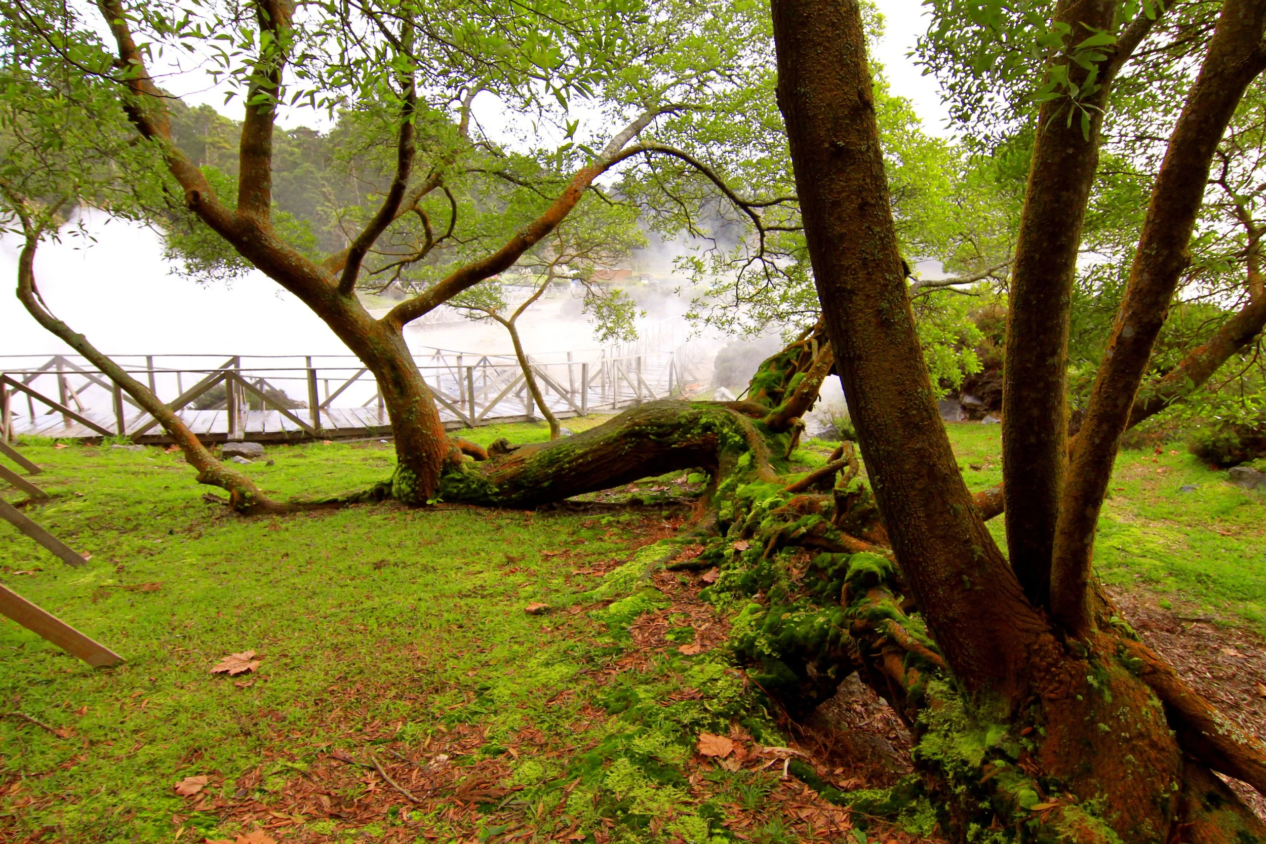 Smokin Caldeiras - Azores Connections.jpg