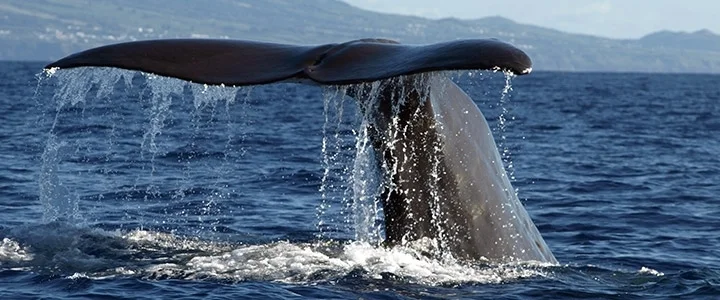 Bucket list São Miguel - whale-and-dolphin-watching 2.jpg
