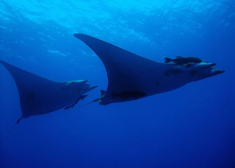 Top TIps to see Manta Rays Azores.jpg
