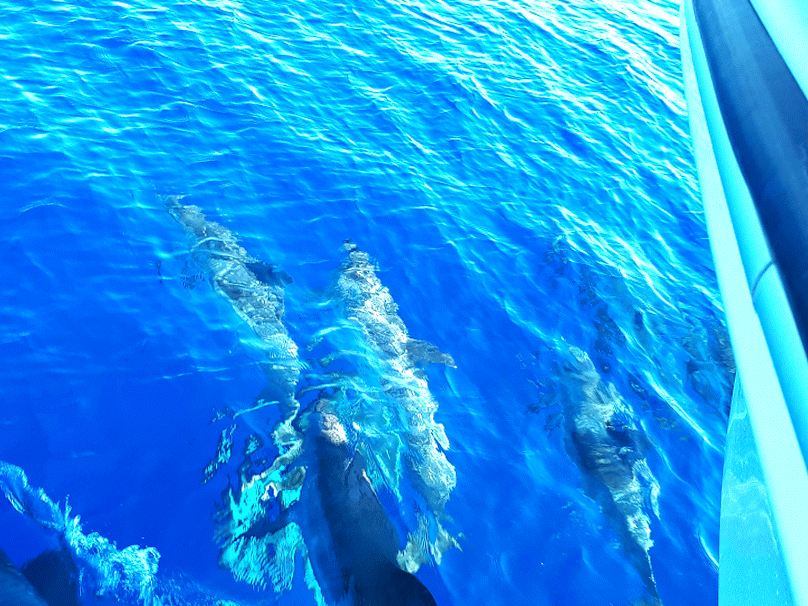 Swimming with Dolphins São Miguel Azores - Azores Connections.gif