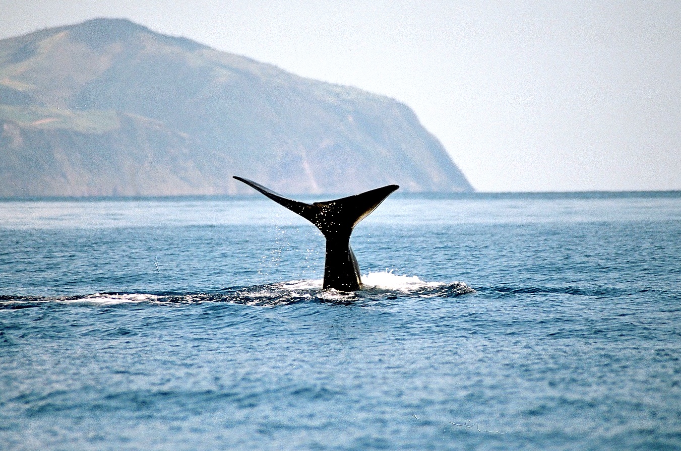 Whale Watching São Miguel Azores - Azores Connections.jpg