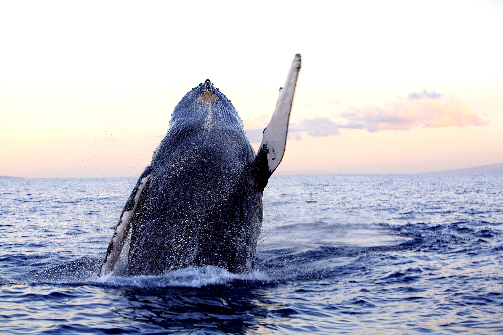 Whale Watching São Miguel - Azores Connections.jpg