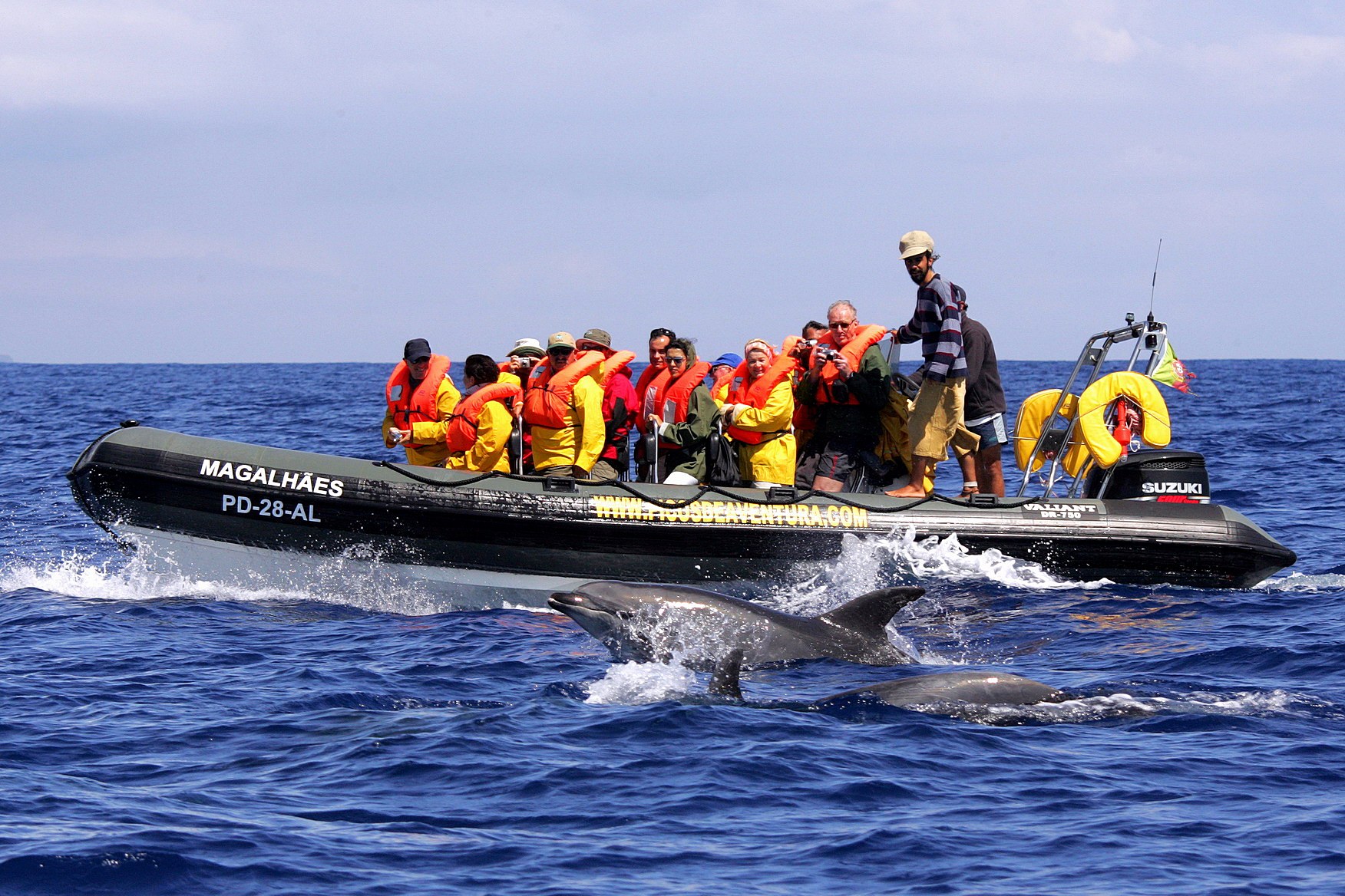 Dolphin and Whale Watching São Miguel - Azores Connections.jpg