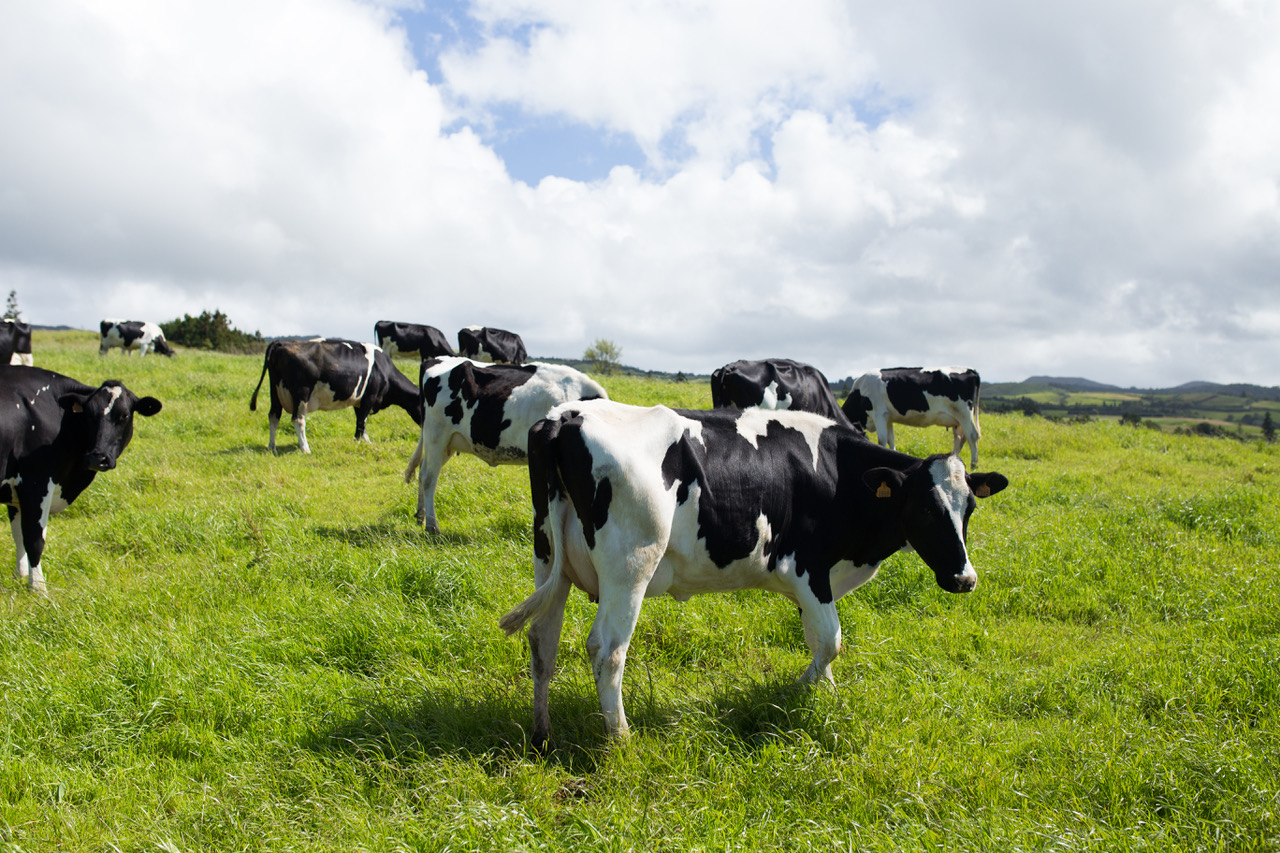 Farm-Tours-São- Miguel-Azores-Connections-1.jpeg