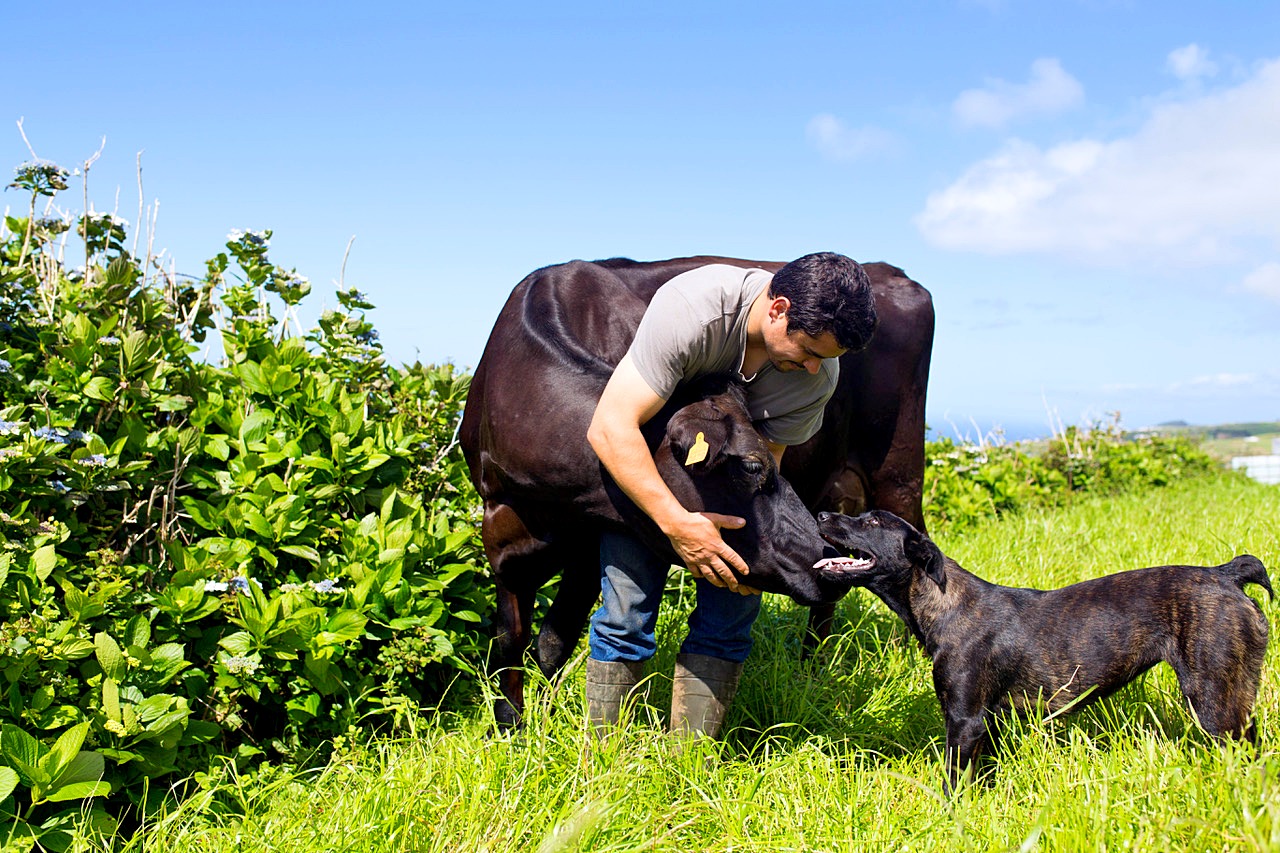 Farm-Tours-São- Miguel-Azores-Connections-6.jpeg