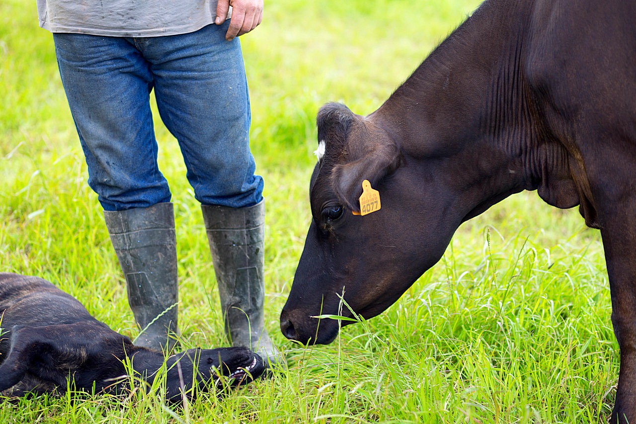 Farm-Tours-São- Miguel-Azores-Connections-5.jpeg