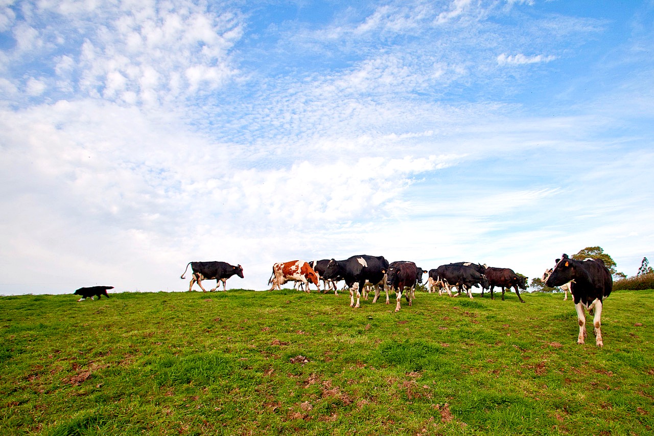 Farm-Tours-São- Miguel-Azores-Connections-2.jpeg