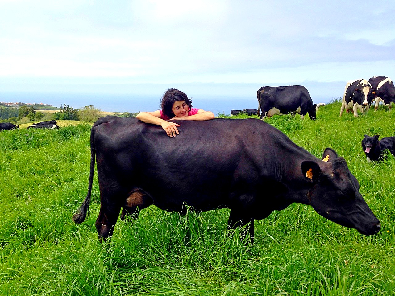 Childrens-holiday-azores-Farm-Tours-São- Miguel-Azores-Connections.jpeg