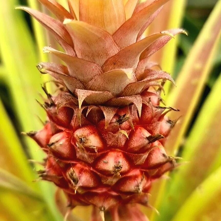 On the start of its journey to being one of the best pineapples you'll ever taste! 🍍 

#ananas #pineapple #azorespineapple #fruitlover #fruitporn #instafruit #fruit #pineapples #naturelover #azoresactivities #azoresislands #azoresconnections #azores