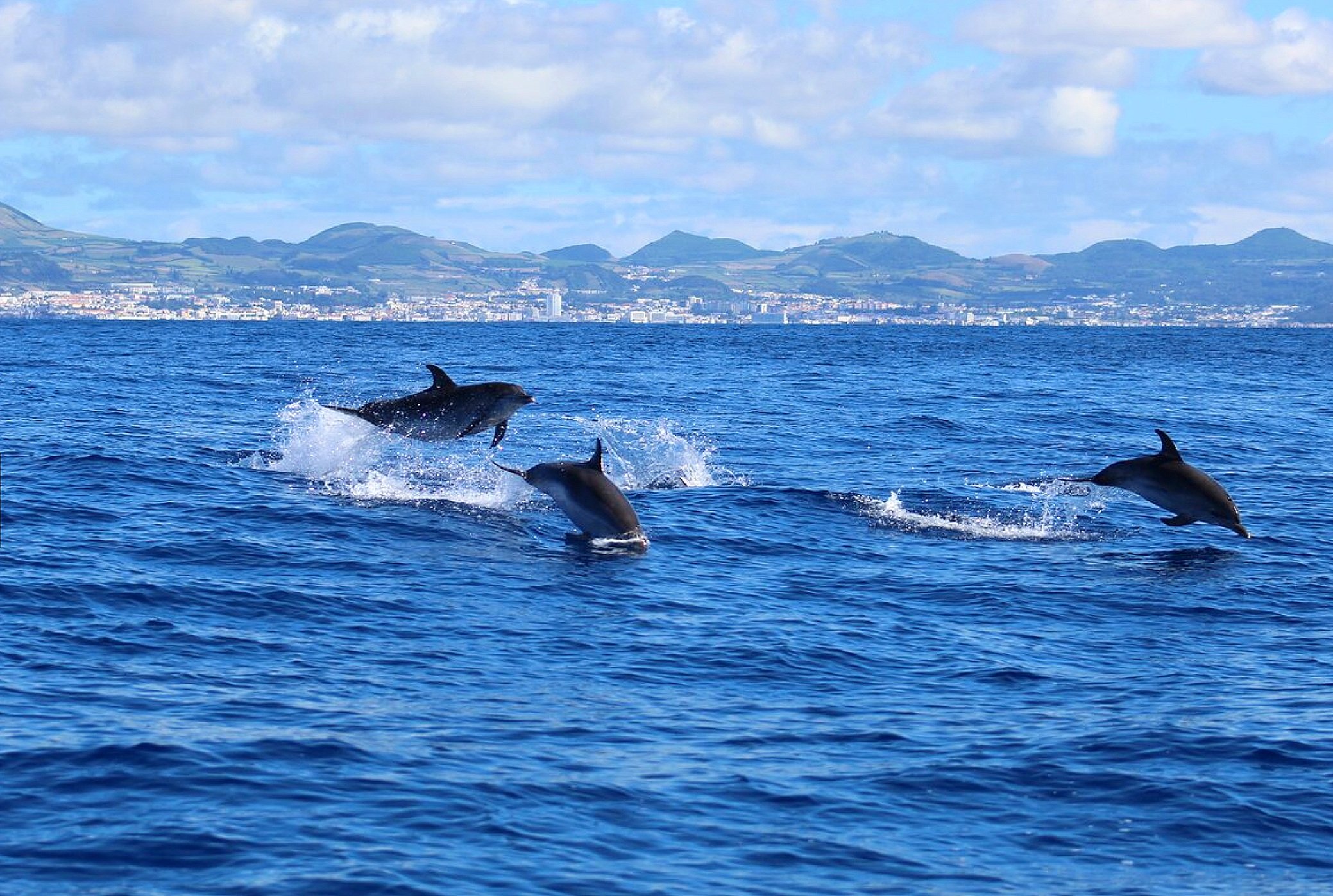 Dolphins-in-the-Azores.jpg