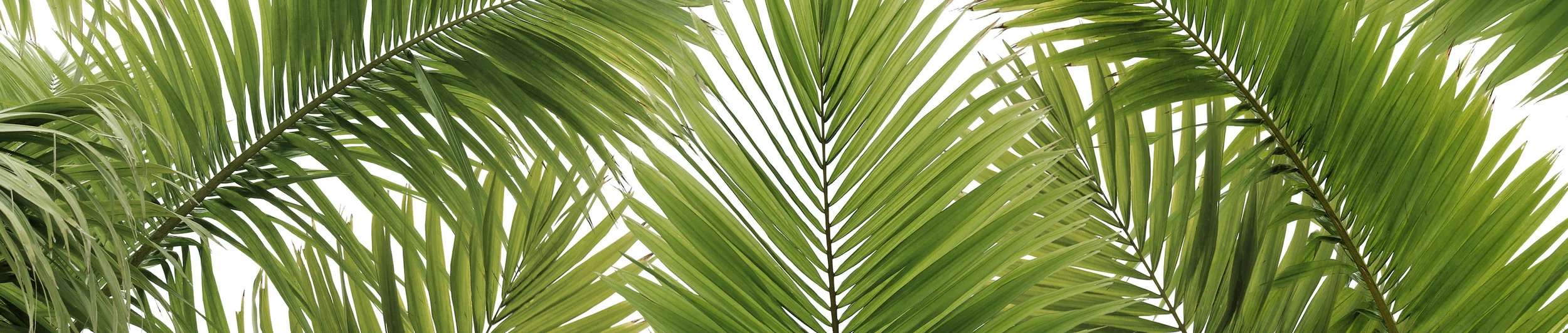 shutterstock_95986216.jpg