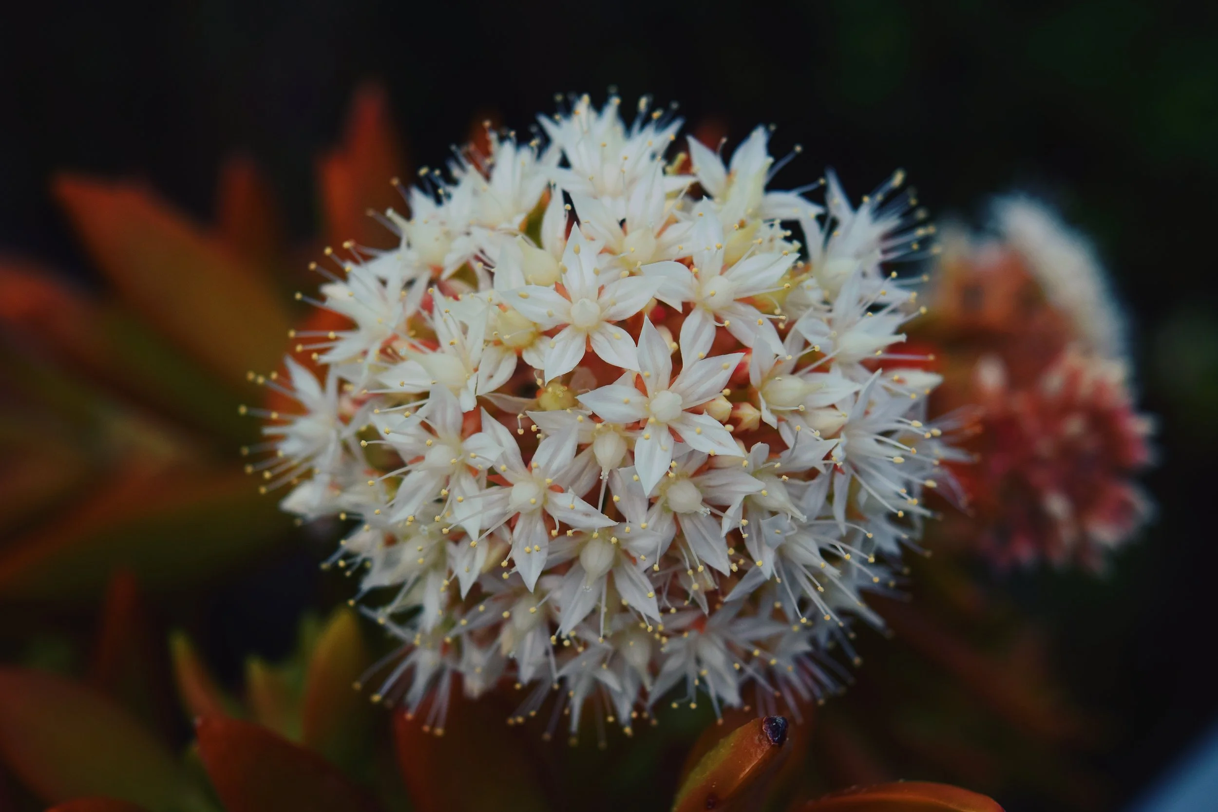 White flowers