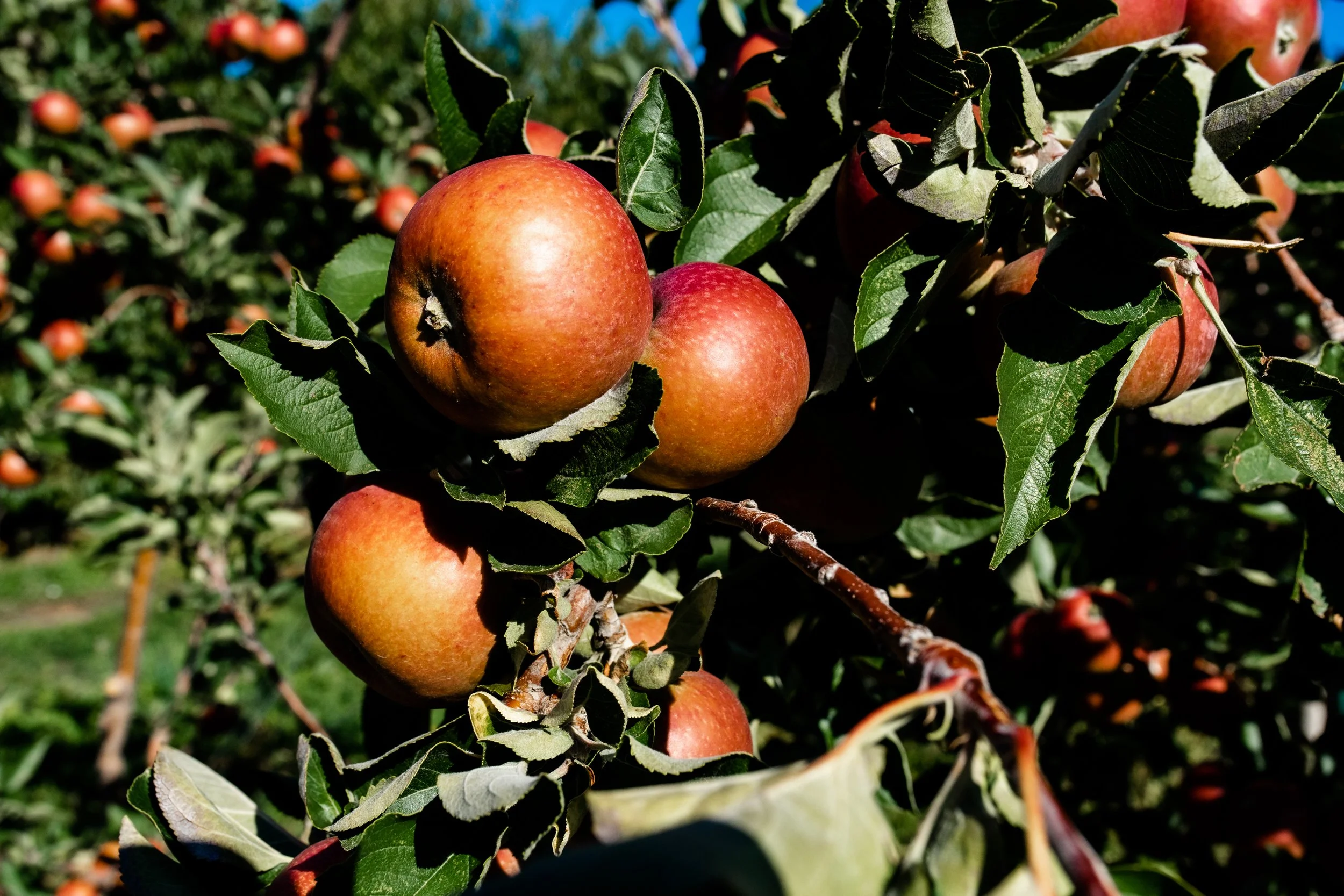 Transformation In A Can: Snow Capped Cider Redefines Colorado Cider, One Harvest At A Time