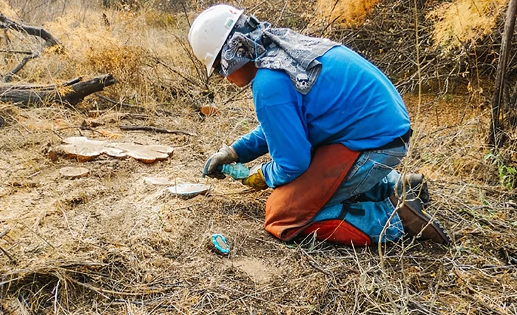 Tamarisk Coalition eradicating tamarisk.jpg