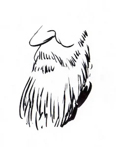 The Long Down Less ZZ Top, more Avett Brothers. With its long, billowing fray of hair, this is the most recognizable beard in the state. The Long Down tends to be at least a few inches long and lays on the chest. Often these beards collect breakfast, lunch, and dinner. They require some maintenance in the cleaning department, but little when it comes to trimming or brushing. The one-handed, deep-in-thought stroke of the beard announces, “What I say is going to be wise.” If you age just right with the Long Down, you essentially end up with “The Wizard,” which works wonderfully for costumes, but poorly with seat belts. Owners of the Long Down are great with children, have good taste in music, and tend to like smoked meats.