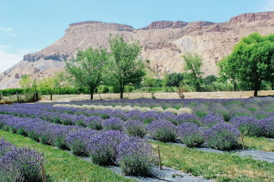 Photos courtesy of Lavender Festival of Western Colorado 
