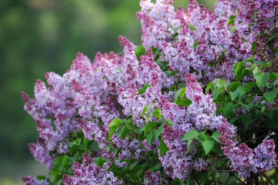 Lilacs add fragrance and a classic, cozy feel to a xeric garden.