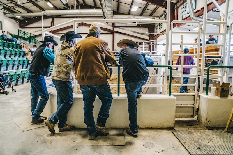 Local ranchers look on and catch up as cattle are auctioned