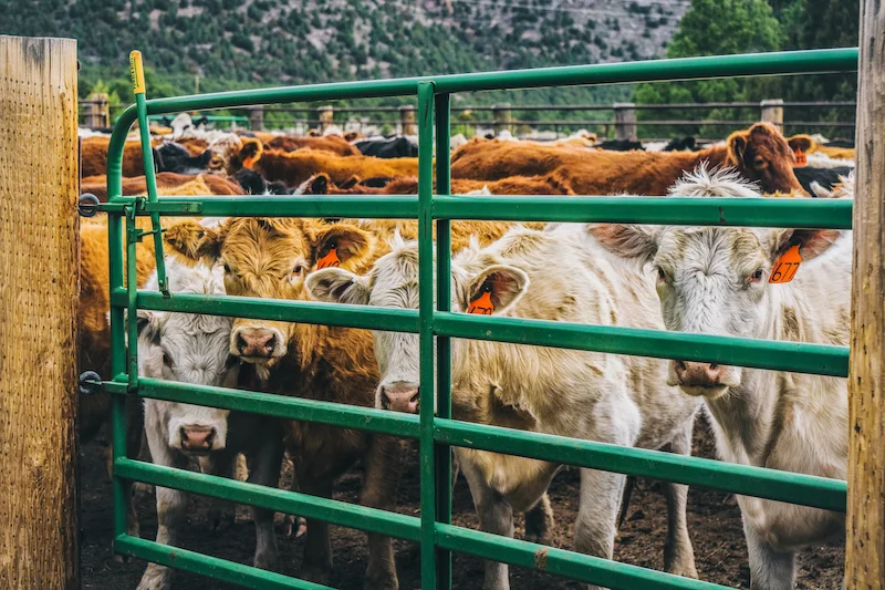 Ranching-018Web.jpg