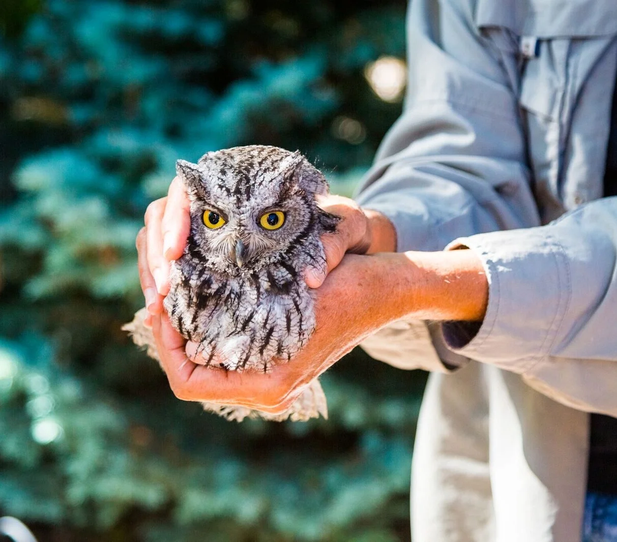 Grand Valley Audubon Society Speaks for the Birds