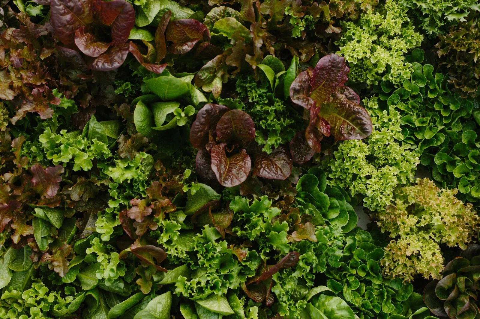 Eat Local: Finding Your Place in Our Local Food Network