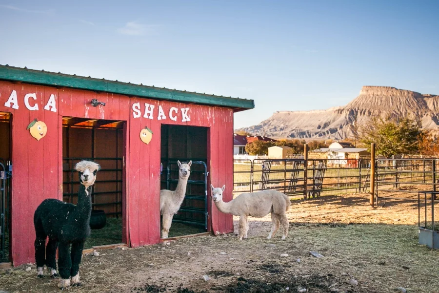 Sun Crest Alpacas_Kaylan Robinson-016.jpg