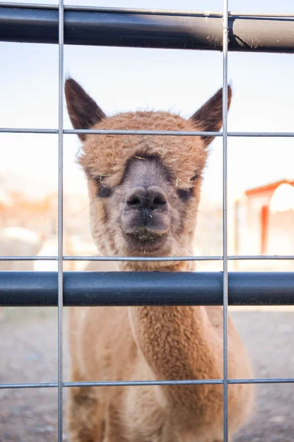 Alpacas_Kaylan Robinson-015.jpg