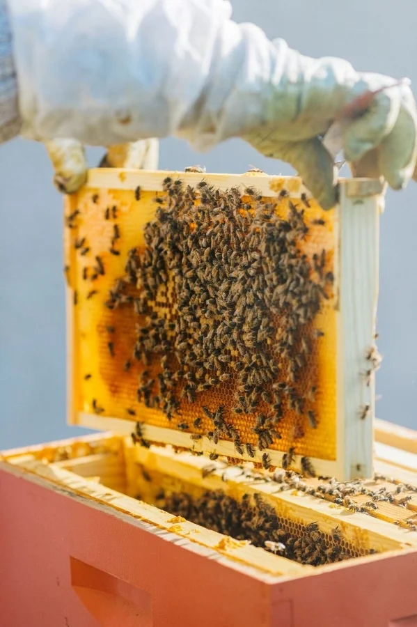 Bee Careful: Protecting Pollinators In The Grand Valley