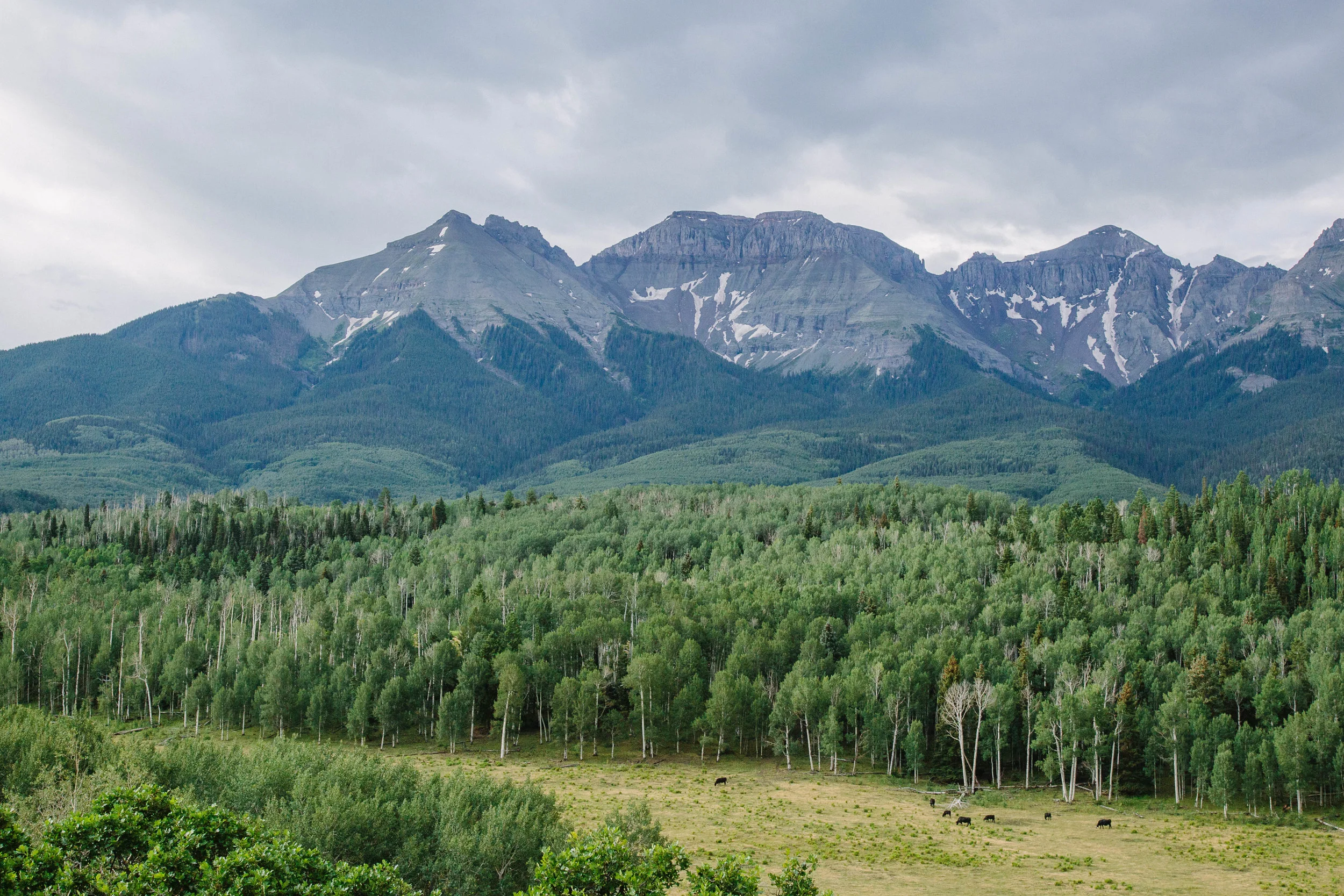 Cows graze in southwest Colorado