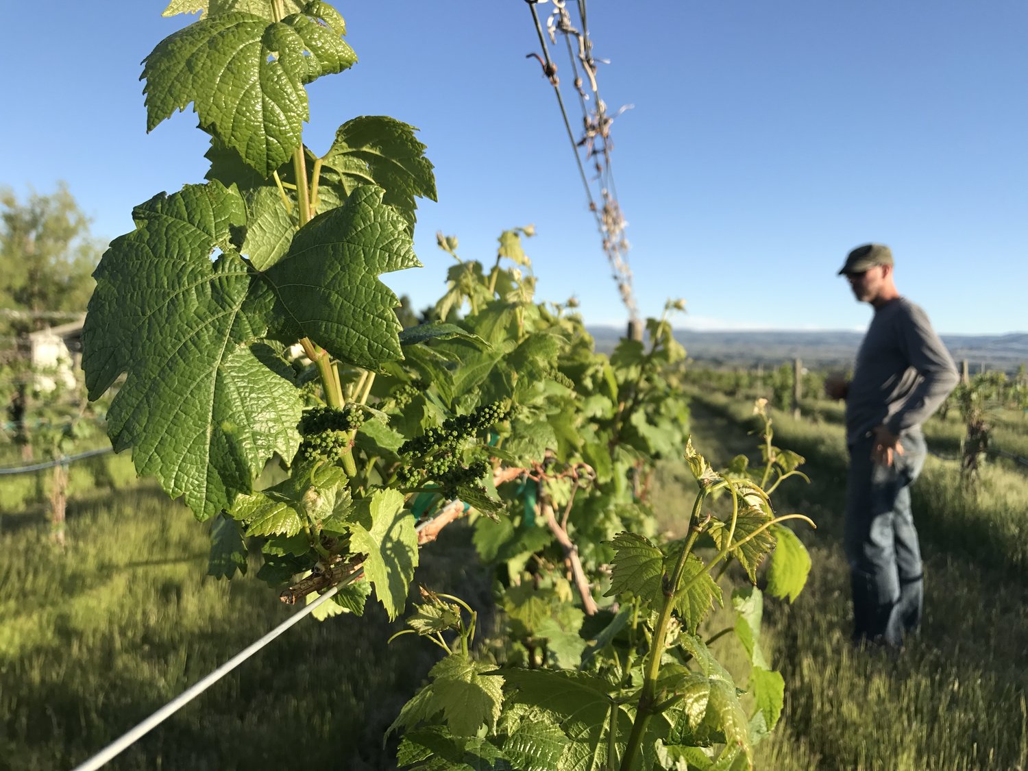 Steve inspects the quality of the fruit-set in one of the blocks of Chardonnay at the Redstone Vineyard. COURTESY JAYME HENDERSON